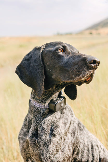 PawriotPro Series - Wireless GPS Dog Fence