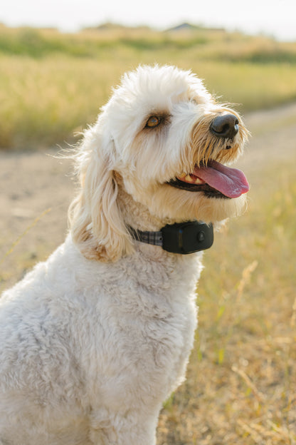 PawriotPro Series - Wireless GPS Dog Fence