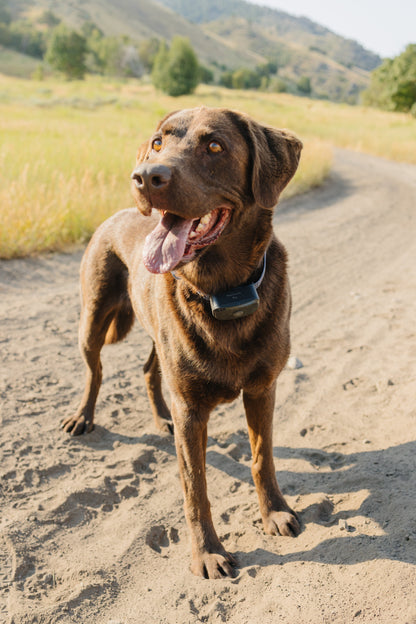 PawriotPro Series - Wireless GPS Dog Fence